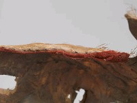 羌頭皮帽藏品圖，第12張